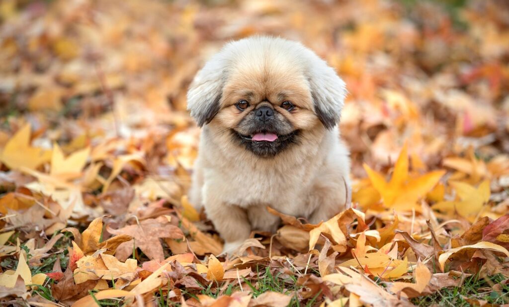 育毛サプリのおすすめコスパ最強商品は？