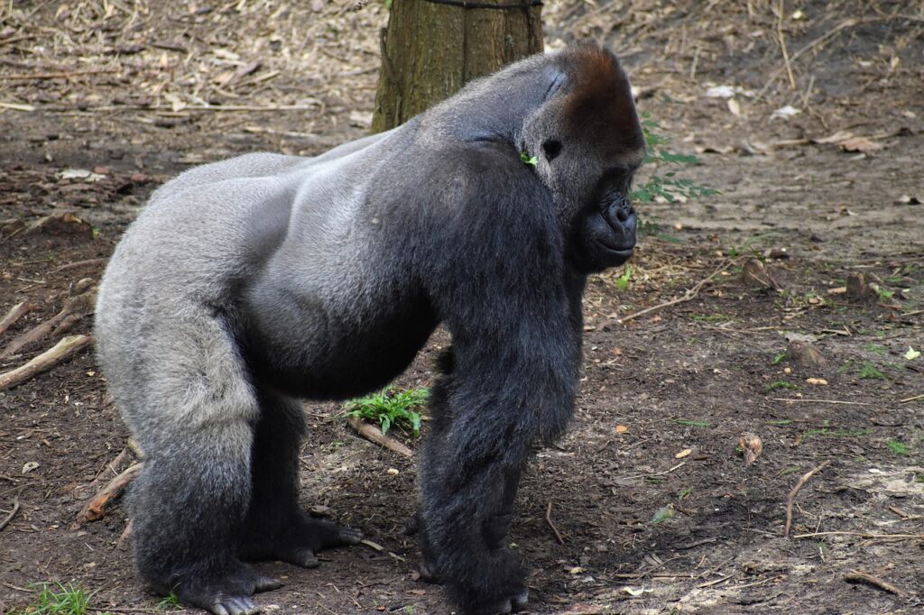 育毛サプリのランキング2025年版でおすすめはどれ？