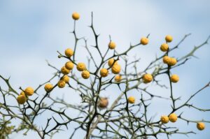 育毛サプリには効果があるのか、実際の体験談を紹介しますか？