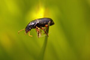 育毛サプリの効果に関する口コミはどれが信頼できる？