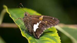 育毛サプリには副作用があるのか気になる方必見のQ&Aは？