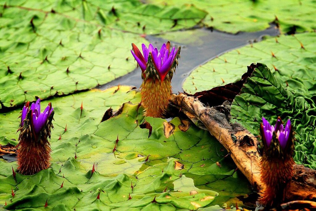 育毛サプリの効果は実証済みなのか？