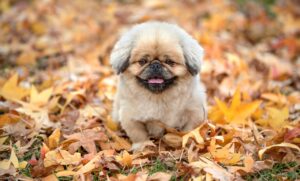 抜け毛防止に効果的なサプリはどれが最適？