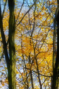 育毛に効果的なサプリで鉄分不足を補う方法は？