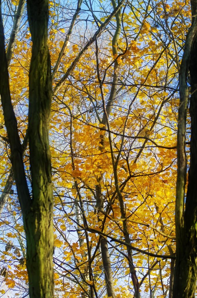 育毛に効果的なサプリで鉄分不足を補う方法は？