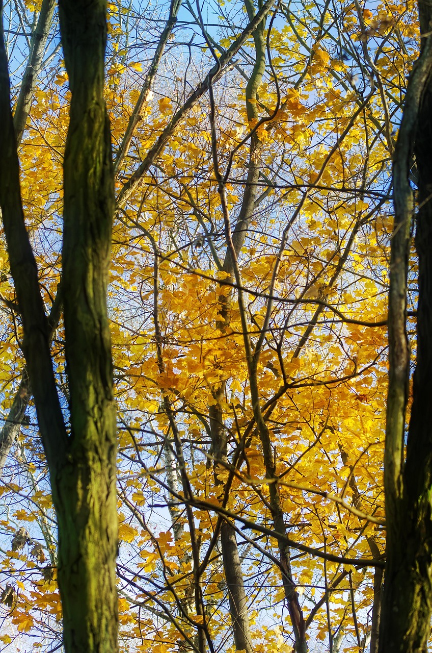 育毛に効果的なサプリで鉄分不足を補う方法は？