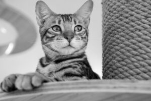 育毛サプリと発毛剤の違いは何ですか？