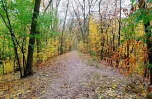 鉄分サプリが薄毛に悩む女性に与える効果とは？