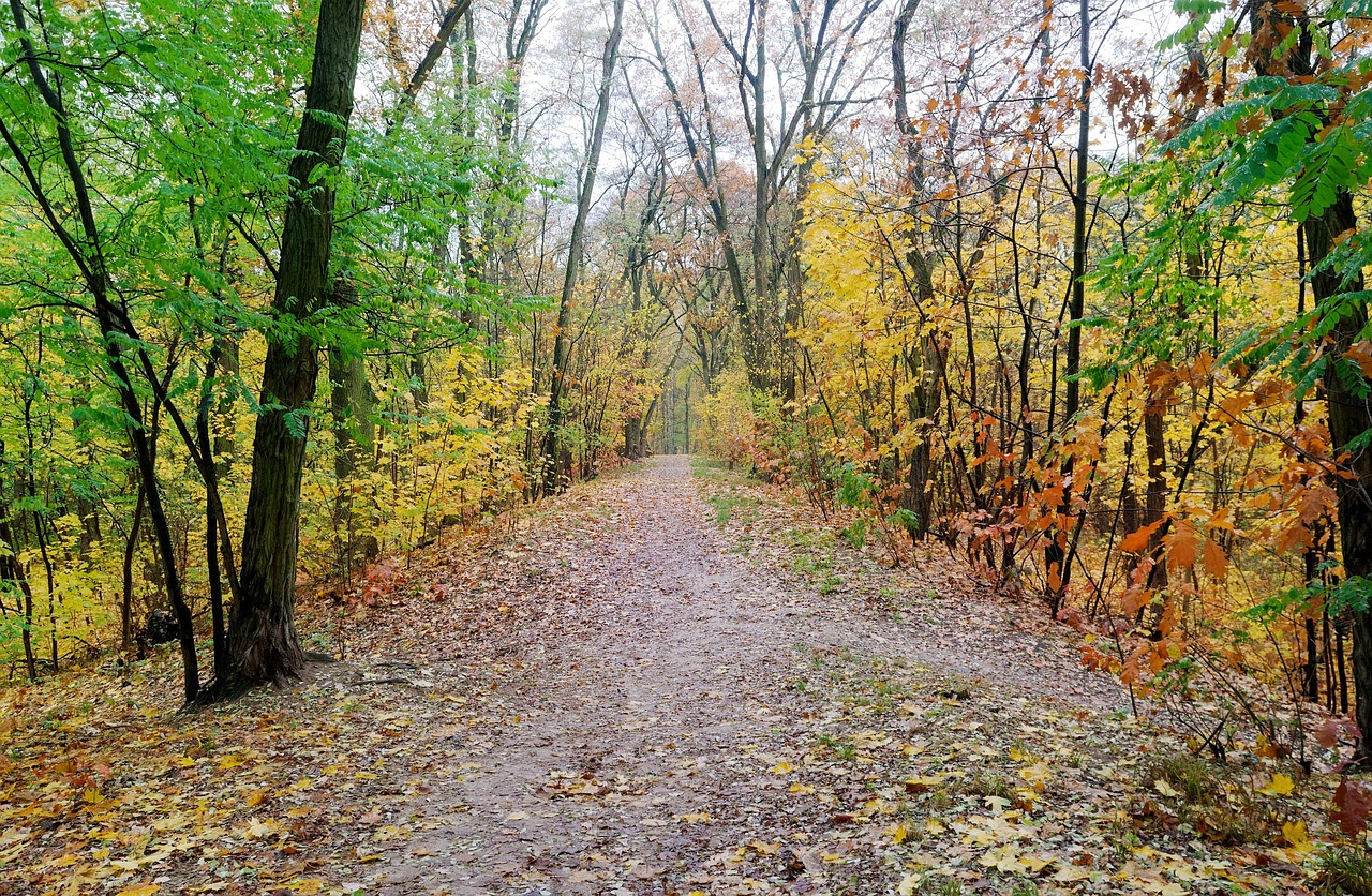 鉄分サプリが薄毛に悩む女性に与える効果とは？