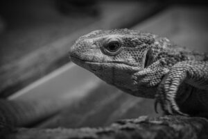 頭皮環境を改善するためのサプリはどれがおすすめ？