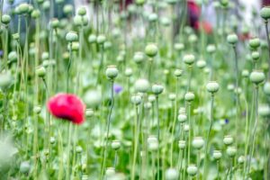 最新の研究が示す育毛サプリの効果とは？