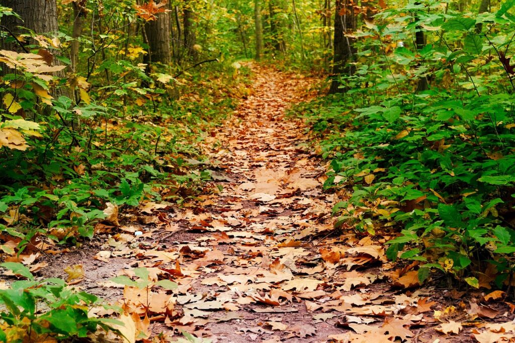 育毛に効果的なサプリは鉄分不足を解消できるのか？