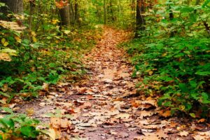 育毛に効果的なサプリは鉄分不足を解消できるのか？