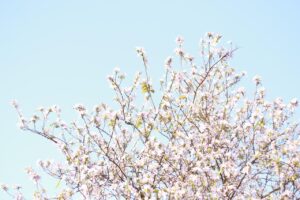 育毛サプリのおすすめを比較するポイントは？