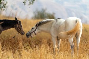 育毛サプリと薬の相互作用はどう確認すればいい？