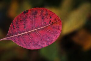 通販限定のサプリはどこで購入できるの？