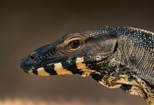 育毛サプリのお試しモニターは本当に効果があるの？