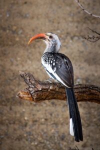 育毛サプリのサンプル請求は本当に効果があるの？