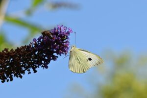 育毛サプリは1日に何粒摂取すれば効果的なの？