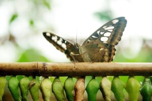 育毛サプリの原材料は何が違う？比較して選ぶポイントは？